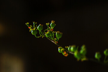 ブルーベリーの実がまだ緑だ