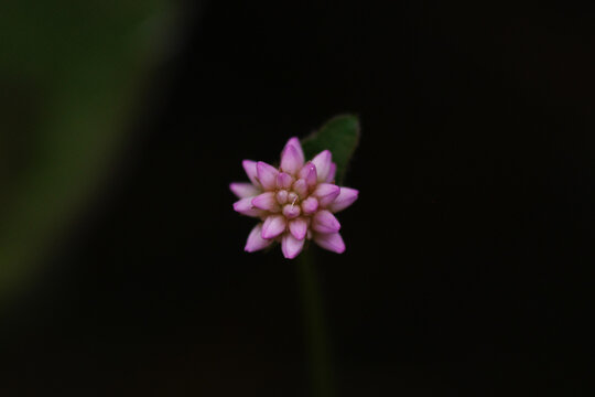 金平糖images Browse 1 456 Stock Photos Vectors And Video Adobe Stock