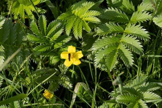 Silverweed cinquefoil and a Lesser spearwort flower growing wild