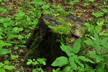 A forest is an area of land dominated by trees. Hundreds of definitions of forests are used worldwide, including factors such as tree density, tree height, land use, legal status, and ecological funct