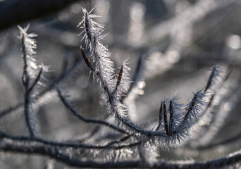 Winter coming. Last days of autumn, morning hoarfrost on tree twig. Macro.