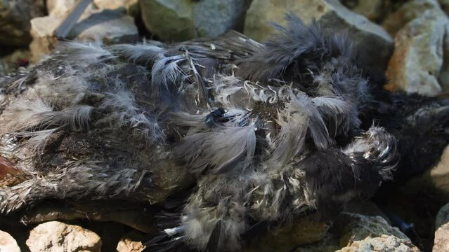 Close-up of insects and flies crawling over a dead bird. Victim of disaster or disease. Death of a wild creature. 4k zoom out footage of cadaveric parasites.