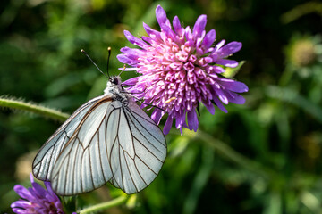 papillon blanc sur fleur mauve - obrazy, fototapety, plakaty
