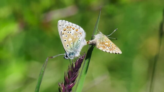 Adonis Blue (Polyommatus bellargus) Butterflies Mating
