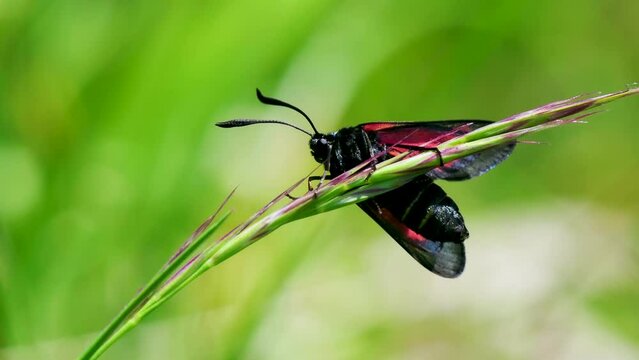 Five-spot Burnet Moth