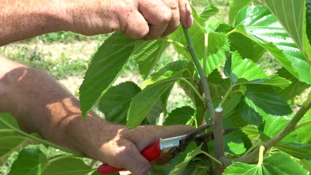 Close-up hand shot of man pruning mulberry tree leaf.
