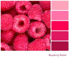 Fresh raspberry background in a colour palette with complimentary colour swatches. 