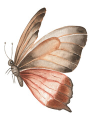 Butterfly watercolor. Vintage illustration.