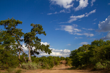 African landscape setting with a dirt road, green bushes, blue sky and white clouds in the Kruger Park