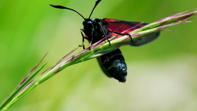 Five-spot Burnet Moth