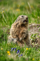 Marmot with cub gives warning whistle