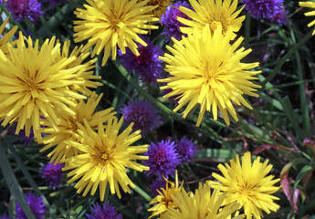 Close up of Autumn Hawkbit flowers, Derbyshire England 
