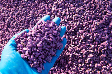 Etched sunflower seeds on a gloved hand.