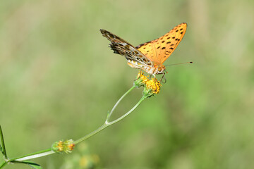 ツマグロヒョウモンのオス（埼玉県/10月）