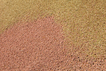 Mixture of different grains, golden wheat grains, background of mixed barley and oat seeds, mixture of cereals for animal feed, yellow corn texture