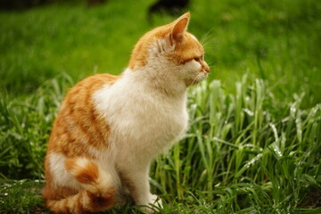 Portrait of a ginger white cat in green grass on a summer day