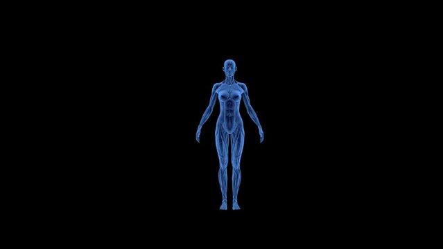 Female Anatomy animation.Full HD 1920×1080.Transparent Alpha video.6 Second Long.