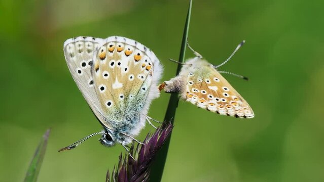 Adonis Blue (Polyommatus bellargus) Butterflies Mating