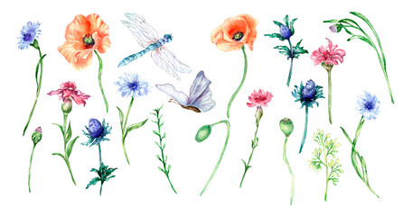 Set of meadow flowers, butterfly, dragonfly watercolor illustration isolated