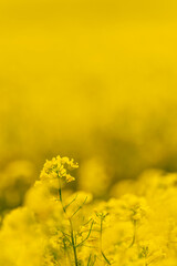 Obraz premium 黄色い花が美しい菜の花