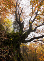 Fototapeta na wymiar Enchanted forest in autumn