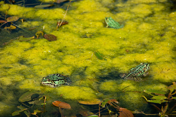 Common frogs resting on duckweed in a pond in Europe. Wide angle view, sunny day, no people