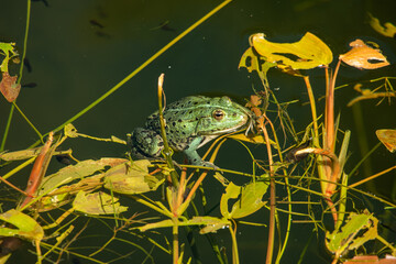 Common frogs resting on duckweed in a pond in Europe. Wide angle view, sunny day, no people
