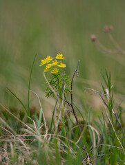 Bugs on yellow flowers