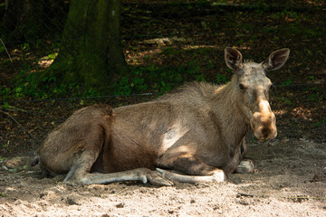 Naklejka na ściany i meble Adult resting moose in a Swiss national park, no people