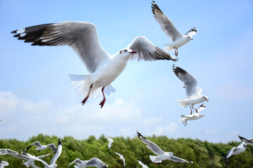 seagulls in flight