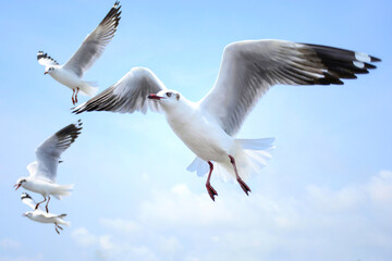 seagull in flight