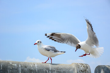 two seagulls on the beach