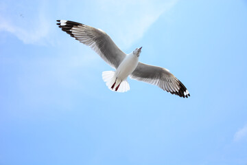 seagull in the sky