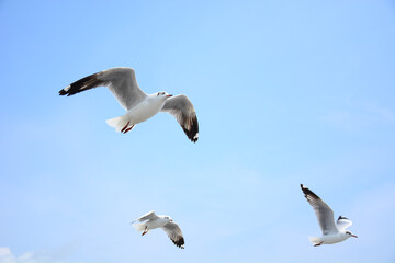 seagull in flight