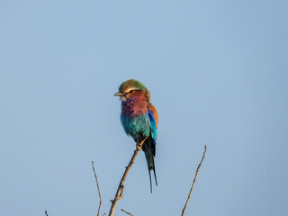Lilac-breasted roller perched at the top of a dry tree