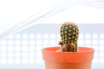 cactus in a pot