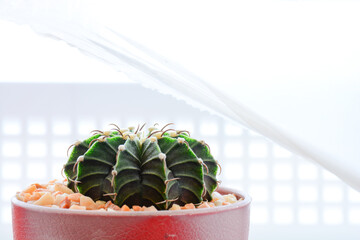 cactus in a pot