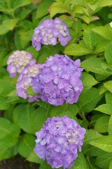 Early summer flowers