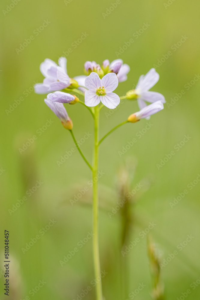 Sticker Watercress - detail of the delicacy of the flowers on the herb.