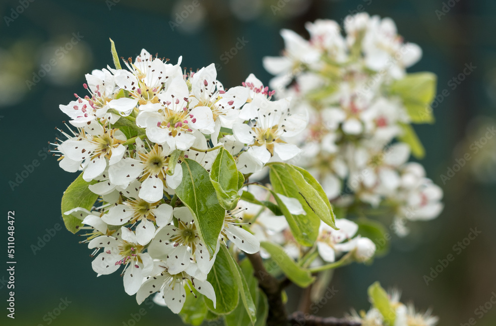 Poster white pear blossoms on a branch.