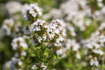 Fototapeta premium White thyme flowers in detail.
