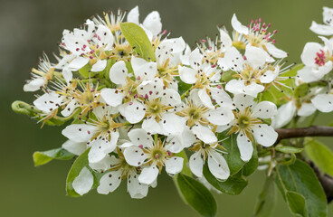 White pear blossoms on a branch.