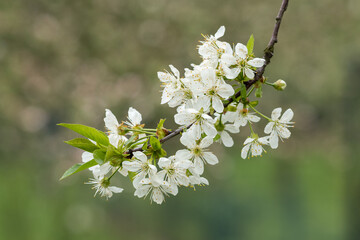 White cherry blossoms on a tree.