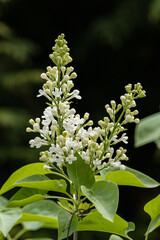 White lilac flowers on a tree with green leaves.
