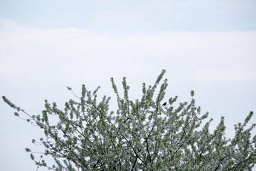 White cherry blossoms on a tree.