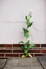 A white poppy flower growing against the wall of a house.