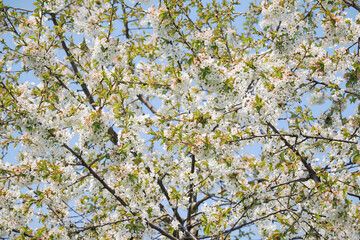 White cherry blossoms on a tree.