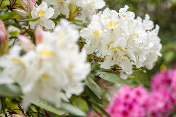 White rhododendron flowers outdoors in nature.