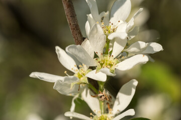 Indian blueberry - white flowers on a branch with green leaves.