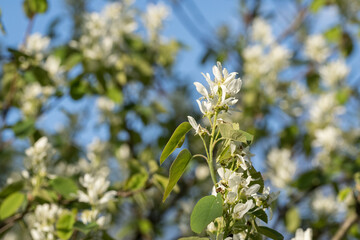 Indian blueberry - white flowers on a branch with green leaves.